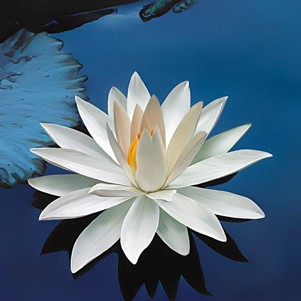 Why We Chose the Lotus Flower